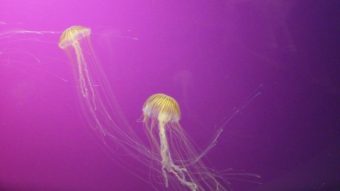 Выствка медуз в океанаруиме Чикаго, США