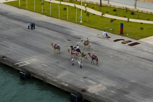 2012.11.24 - Прибытие в порт Туниса - Нас встречают верблюды