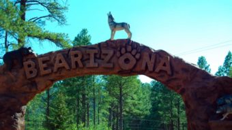 Сафари-парк Bearizona, Аризона, США