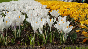 Весна в Амстердаме